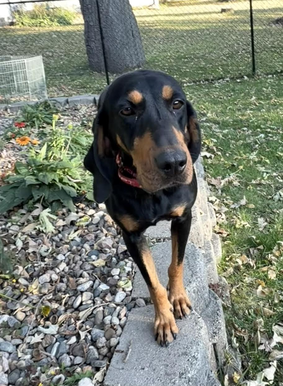 Daisy Doo, Adoptable, Adult Female Black and Tan Coonhound & Hound.