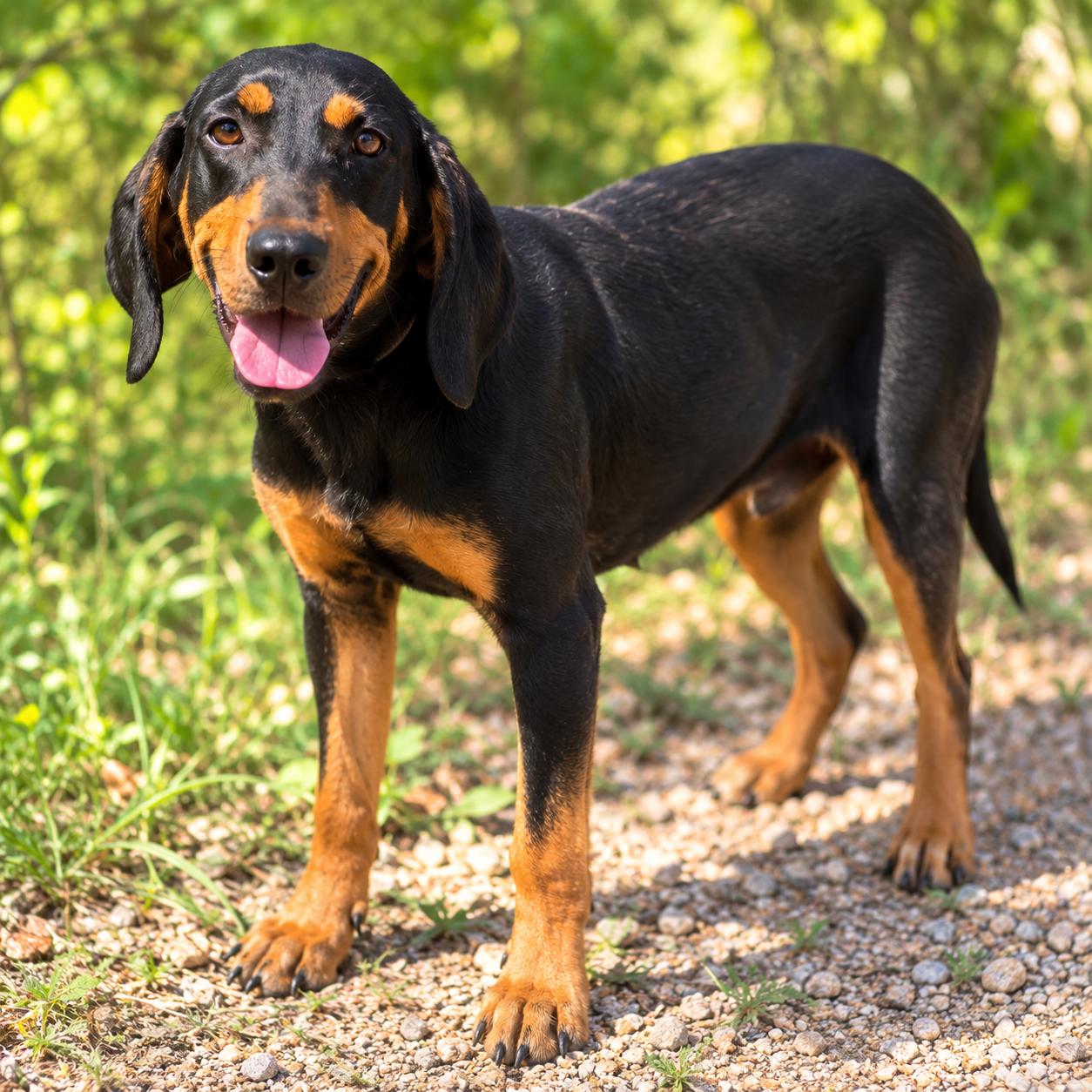Enlarge Daisy Doo, a Adoptable mixed breed in Mankato, MN image 2/3