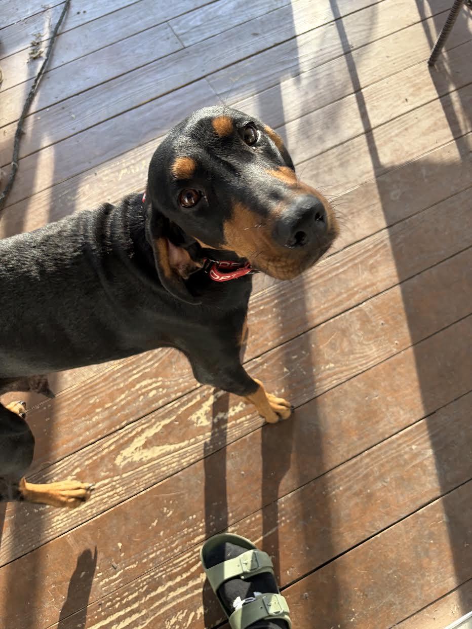 Enlarge Daisy Doo, a Adoptable mixed breed in Mankato, MN image 3/3