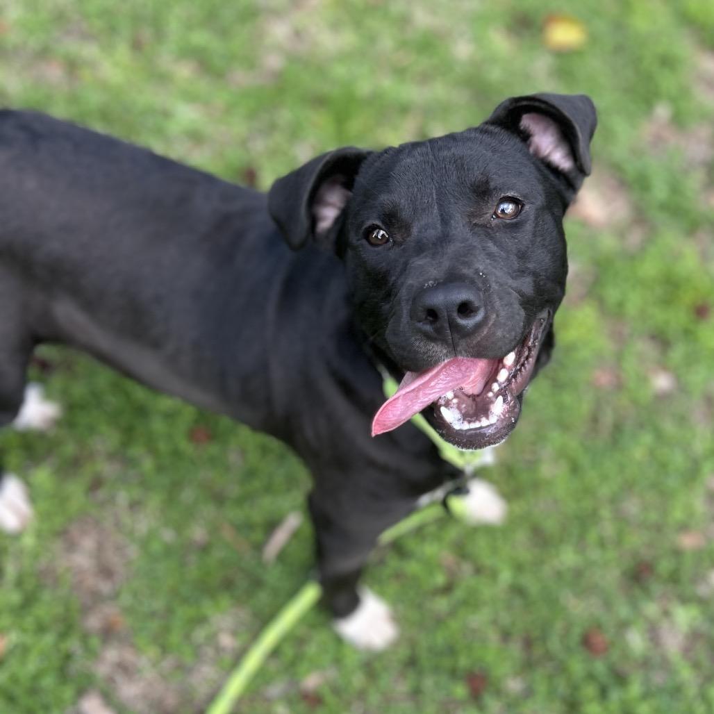 Enlarge O'Beirne, a Adoptable mixed breed in Brownsboro, AL image 1/4