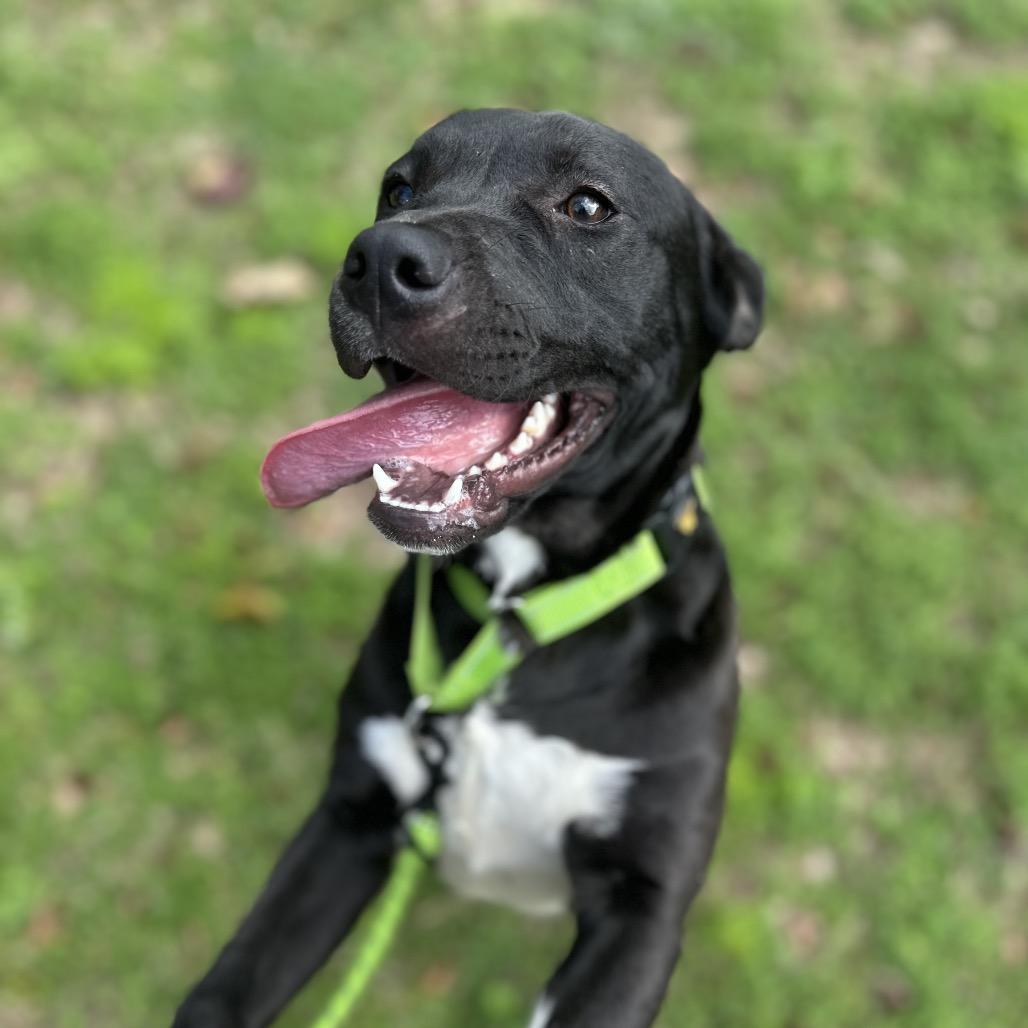 Enlarge O'Beirne, a Adoptable mixed breed in Brownsboro, AL image 2/4