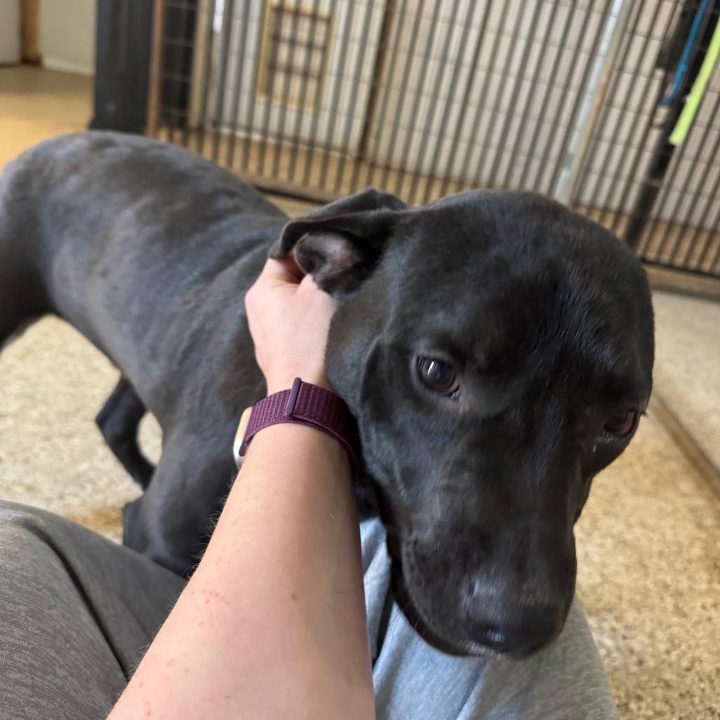 Enlarge O'Beirne, a Adoptable mixed breed in Brownsboro, AL image 3/4