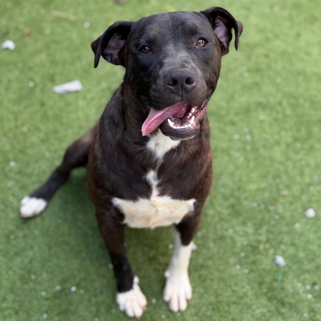 O'Beirne, a Adoptable mixed breed in Brownsboro, AL image 4/5