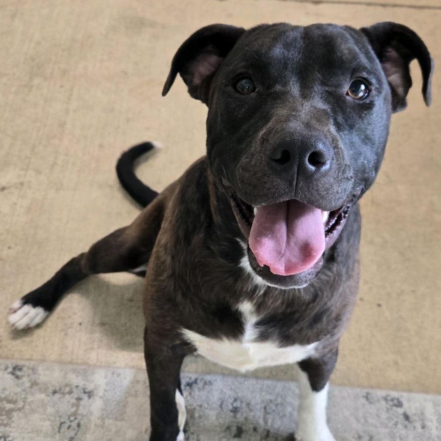 Enlarge O'Beirne, a Adoptable mixed breed in Brownsboro, AL image 5/6