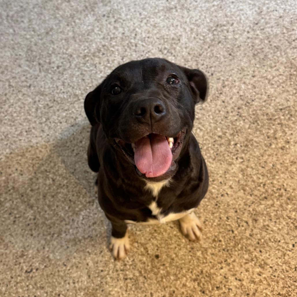 Enlarge O'Beirne, a Adoptable mixed breed in Brownsboro, AL image 4/4