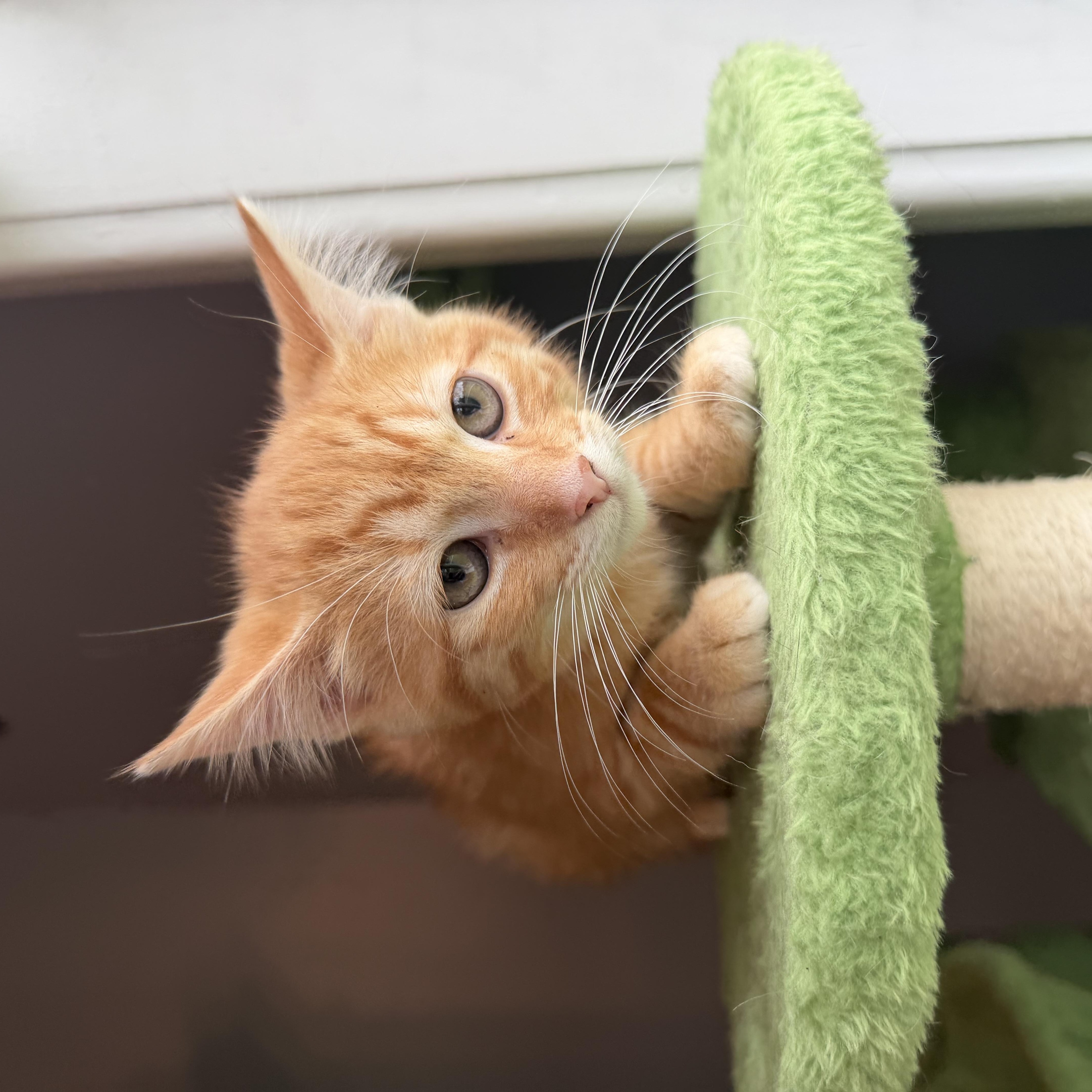 Grapefruit, adopted, Kitten Female Domestic Short Hair.