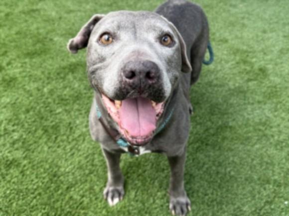 T-REX, Adoptable, Senior Male Pit Bull Terrier.