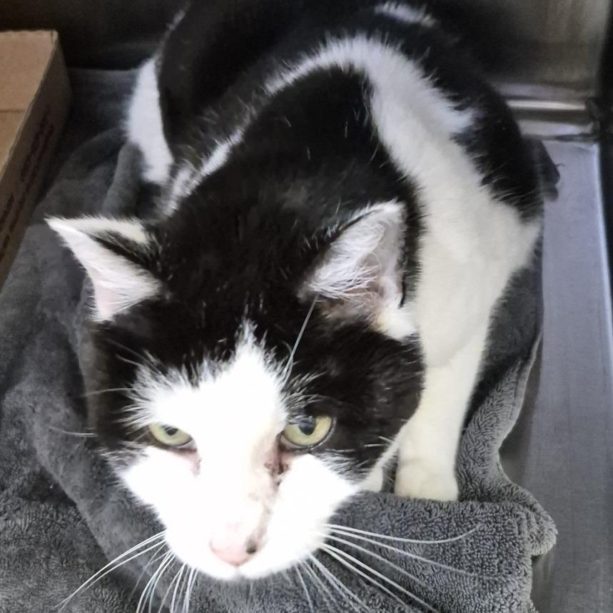 Bella EC, Adoptable, Young Female Domestic Short Hair.