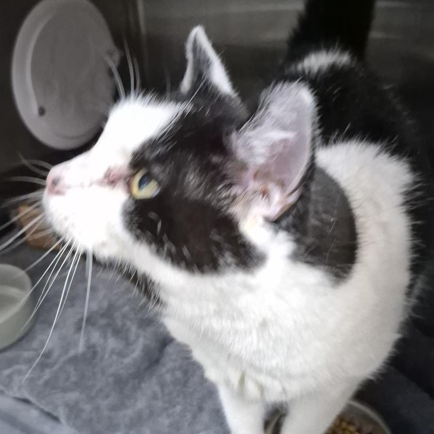 Enlarge Bella EC, a Adoptable Domestic Short Hair in Natick, MA image 2/2