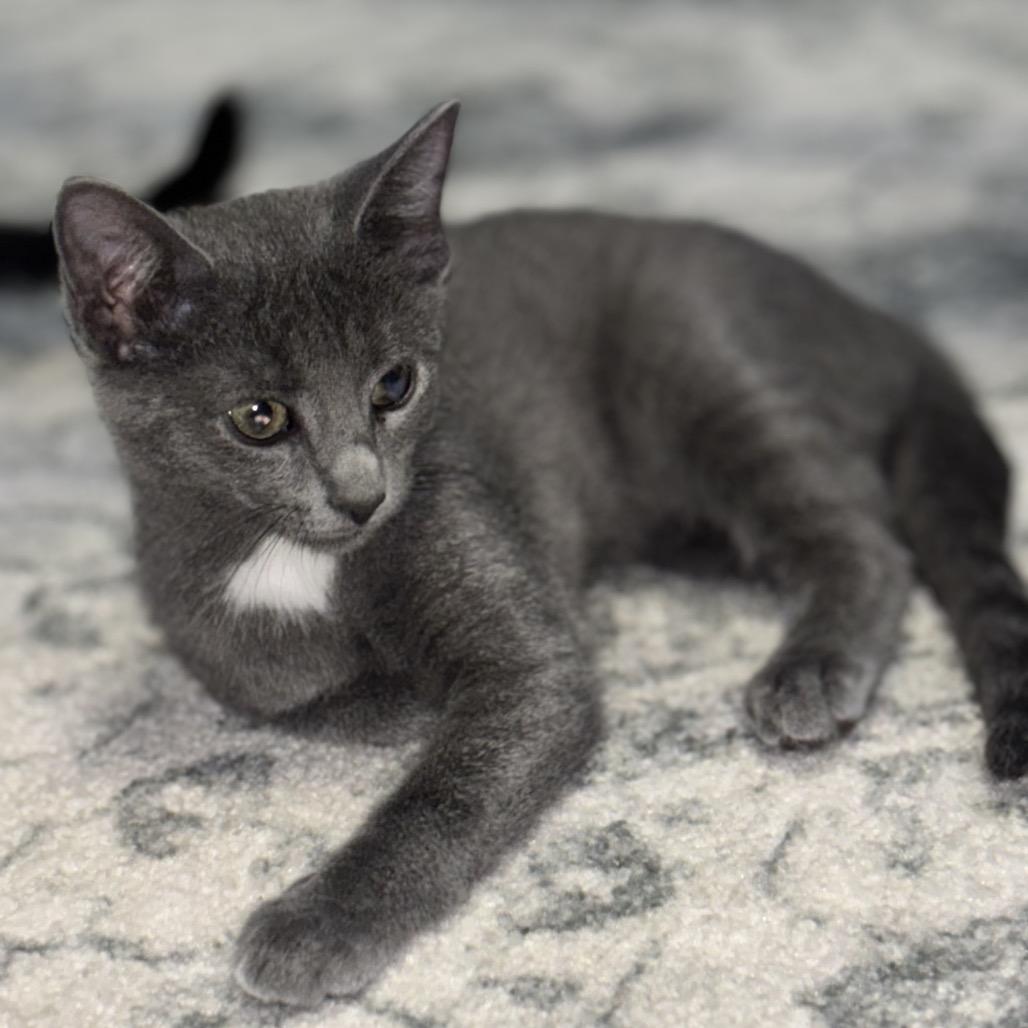 Enlarge Star, a Adoptable mixed breed in Flower Mound, TX image 5/6