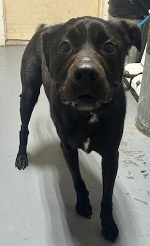 26-03-0672 Fisher, Adoptable, Adult Male Labrador Retriever.