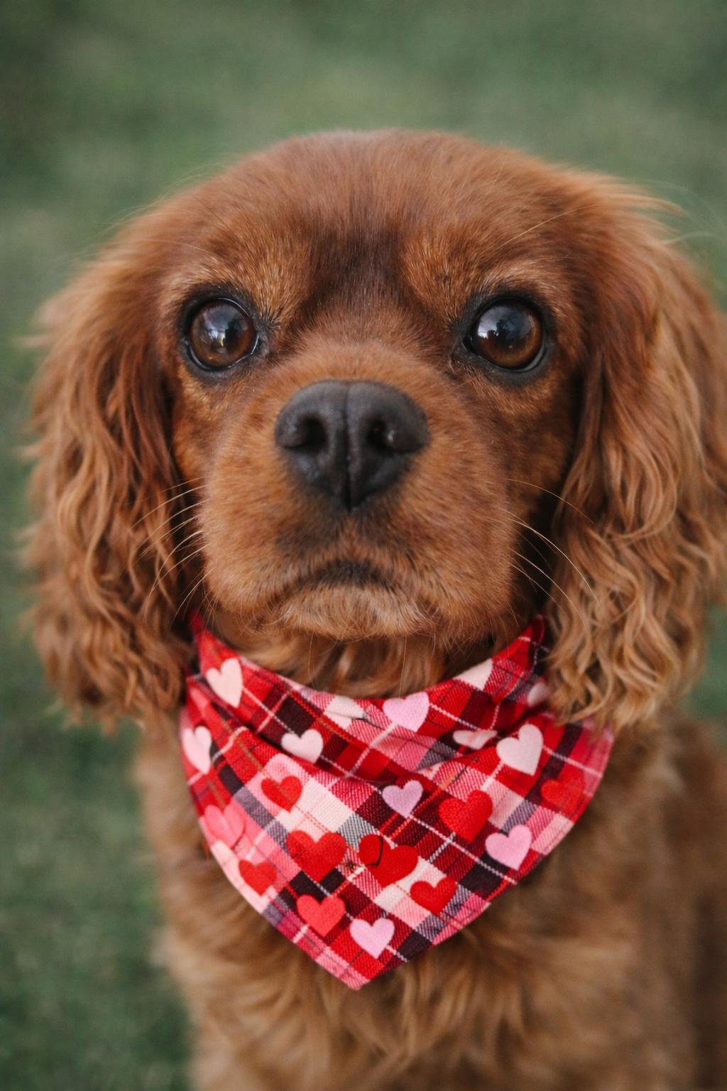 Enlarge Maeve-ARR, a Adoptable Cavalier King Charles Spaniel in Pataskala, OH image 1/3