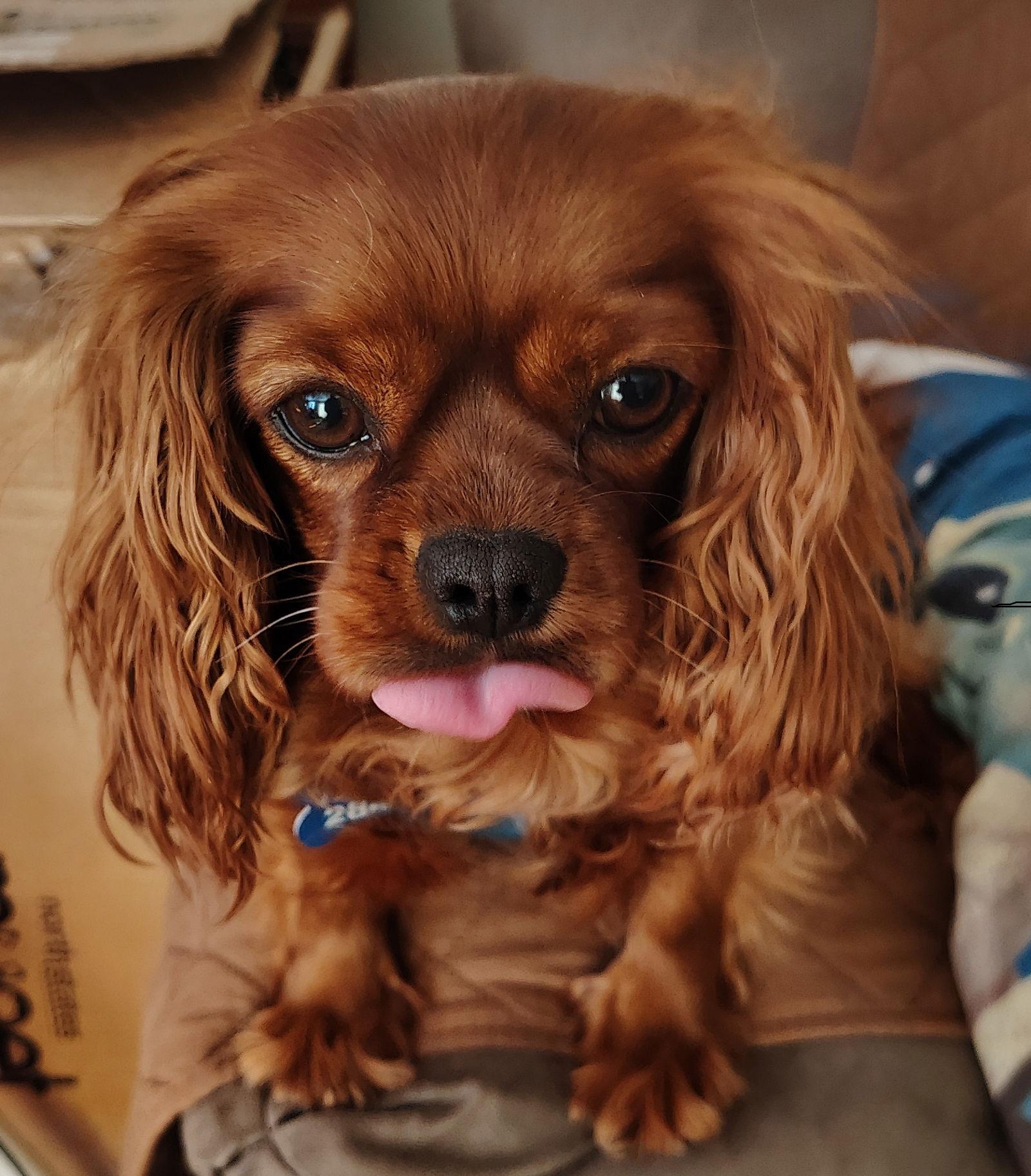 Enlarge Maeve-ARR, a Adoptable Cavalier King Charles Spaniel in Pataskala, OH image 2/3