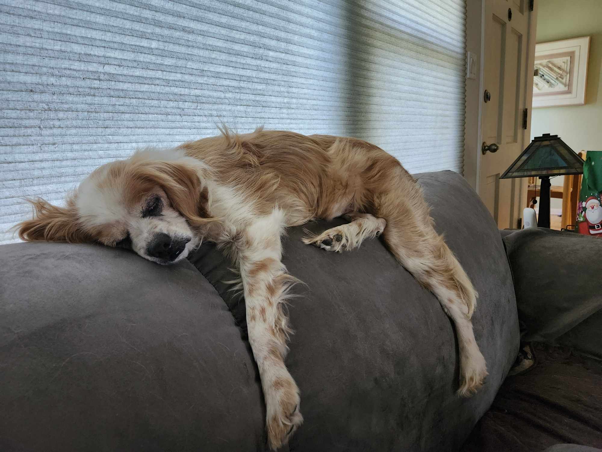 Enlarge Marla, a Adopted Cavalier King Charles Spaniel in Eugene, OR image 2/2