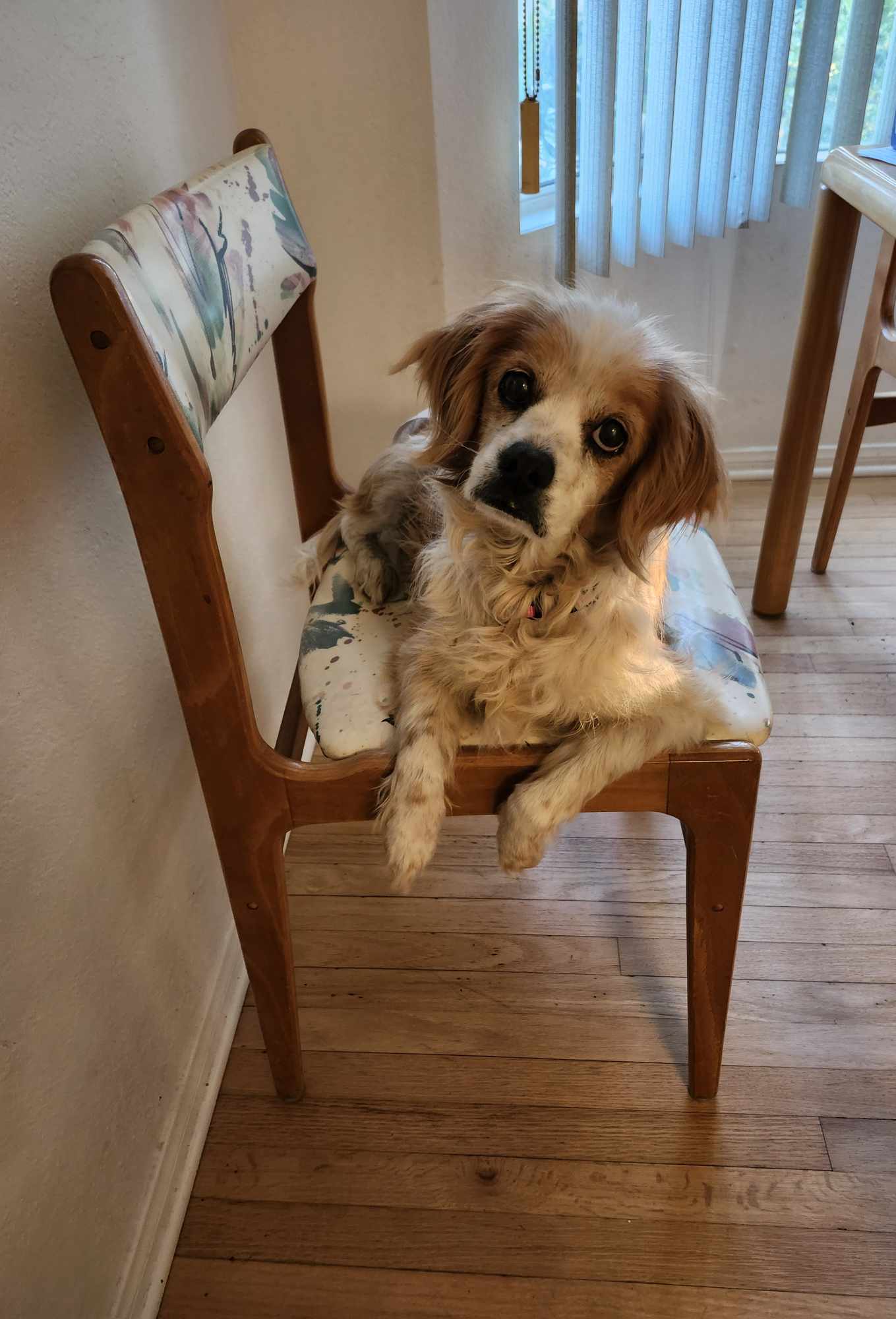 Marla, Adopted, Senior Female Cavalier King Charles Spaniel.