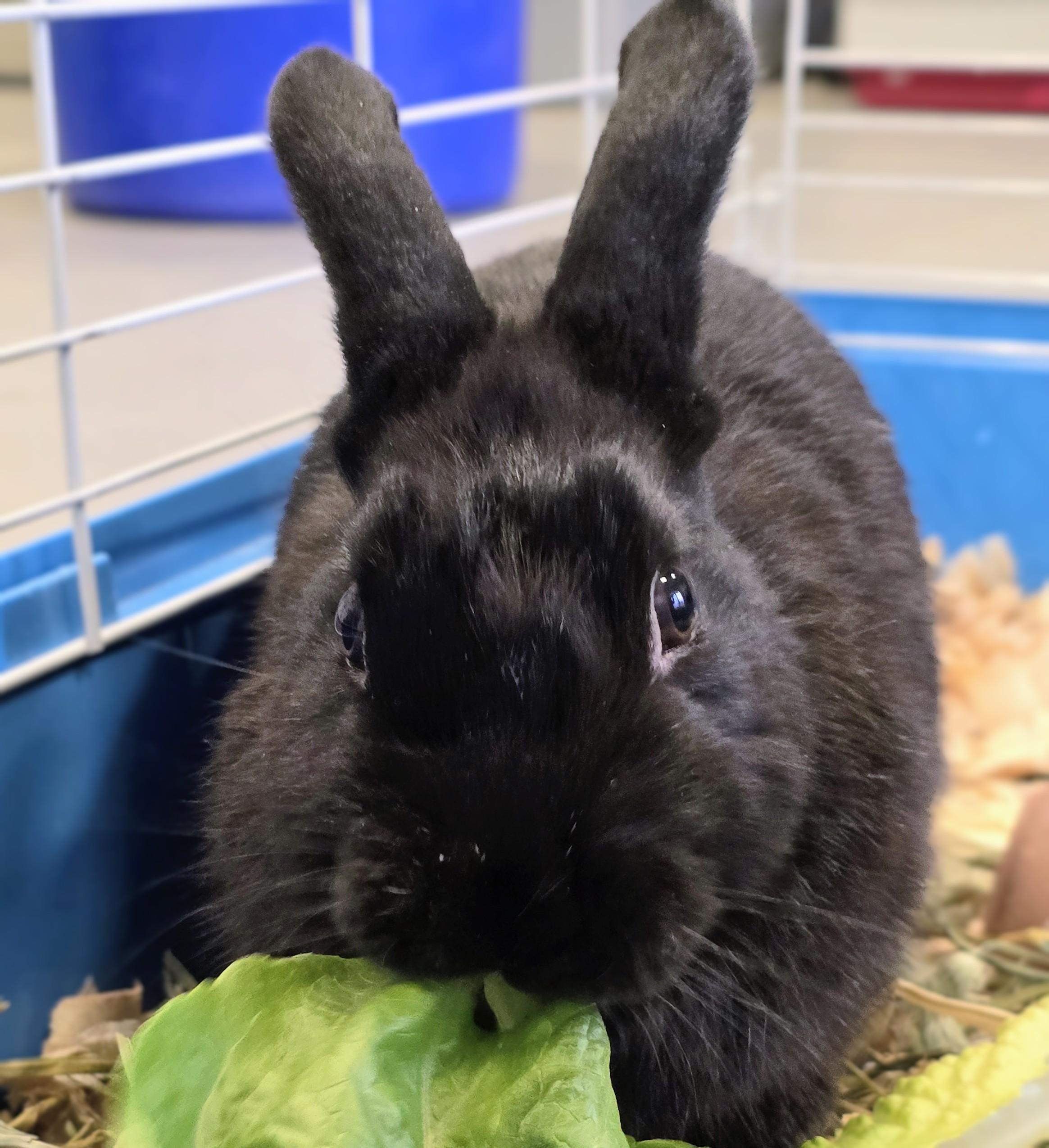 Enlarge #88 Cheerio, an adopted Dwarf in Amityville, NY image 1/3