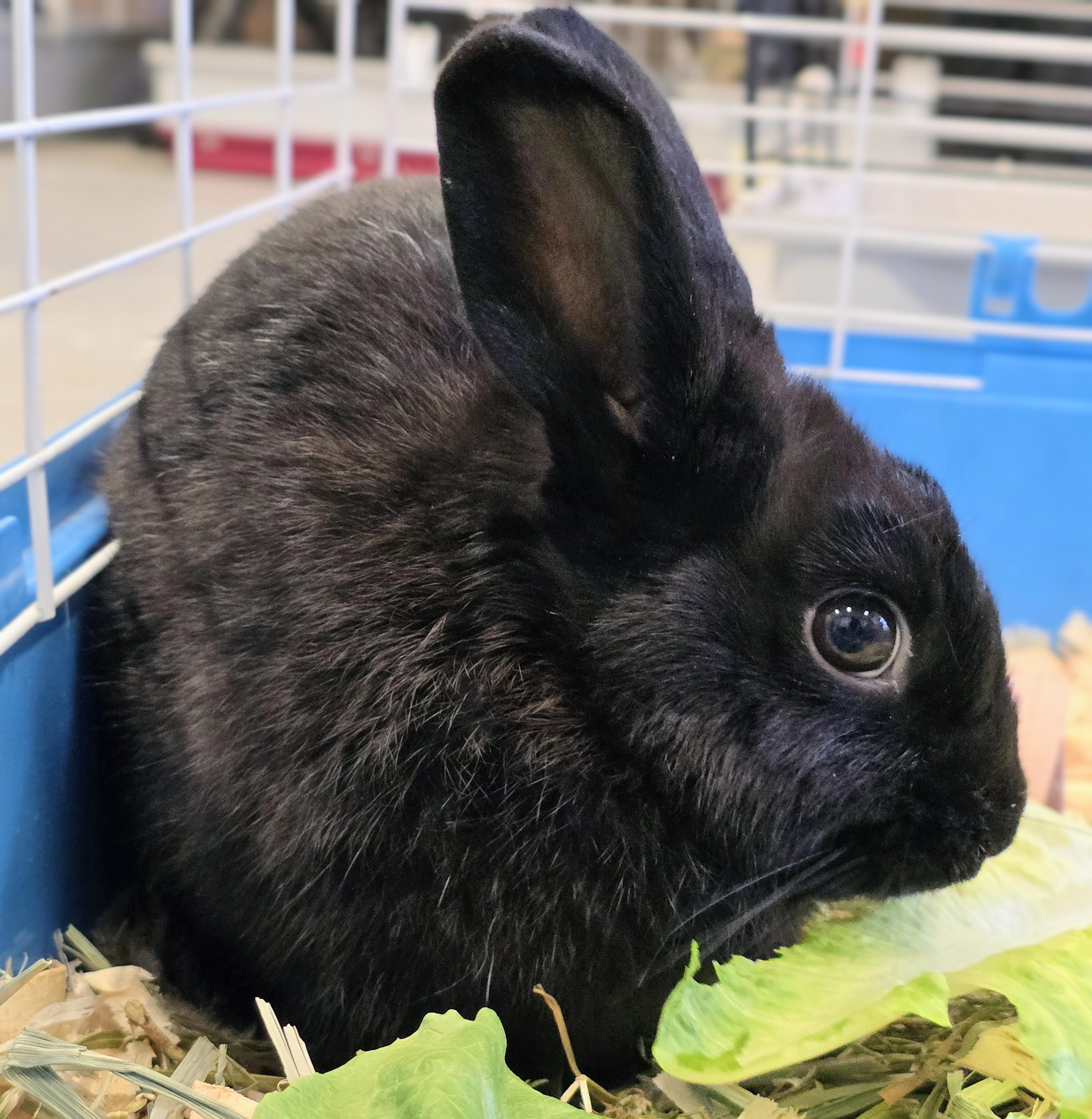 Enlarge #88 Cheerio, an adopted Dwarf in Amityville, NY image 3/3