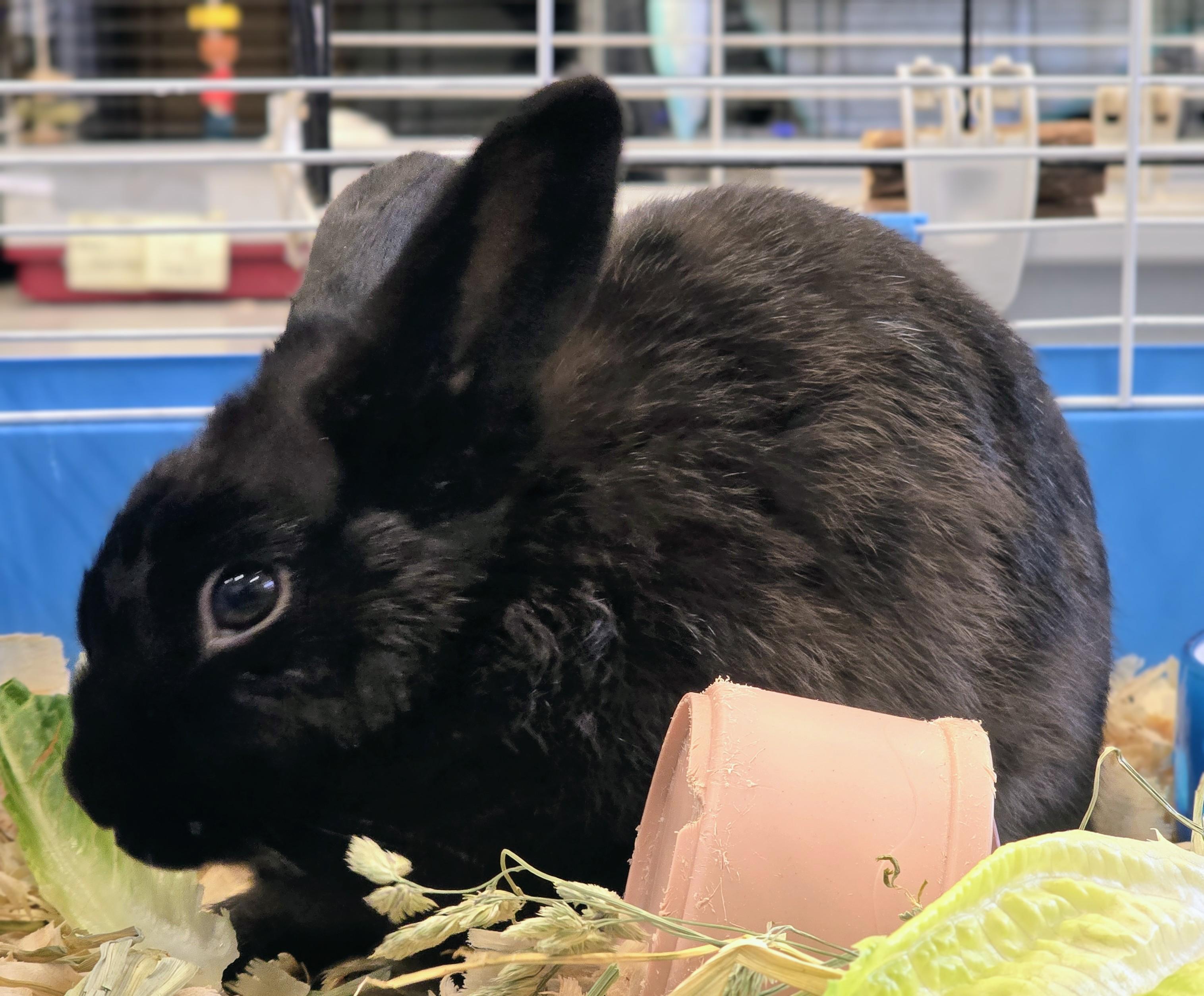 Enlarge #88 Cheerio, an adopted Dwarf in Amityville, NY image 2/3