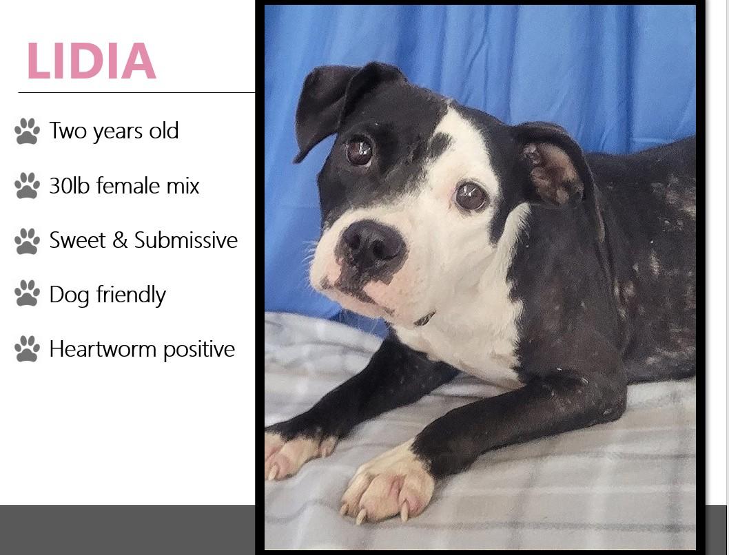 Foster LIDIA!