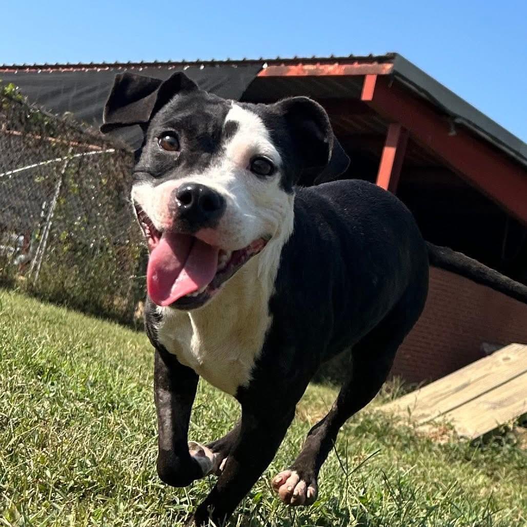 Foster LIDIA!