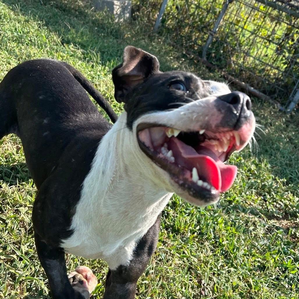Foster LIDIA!