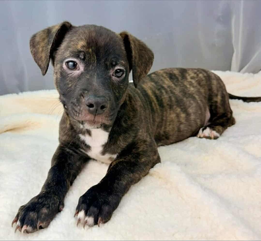 Enlarge Luis, an adopted mixed breed in Wanaque, NJ image 2/4