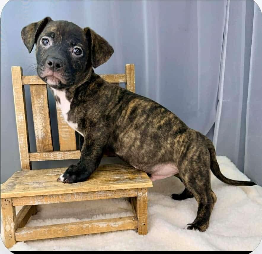 Luis, ADOPTABLE, Puppy Male Boxer & Dachshund.