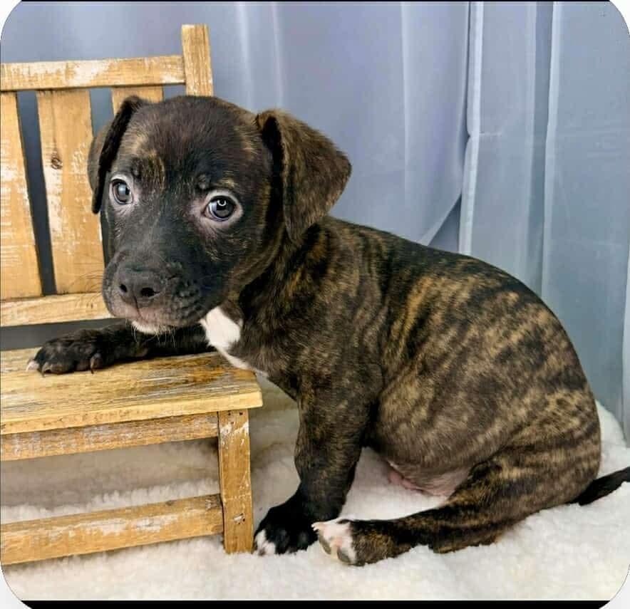 Enlarge Luis, an adopted mixed breed in Wanaque, NJ image 3/4