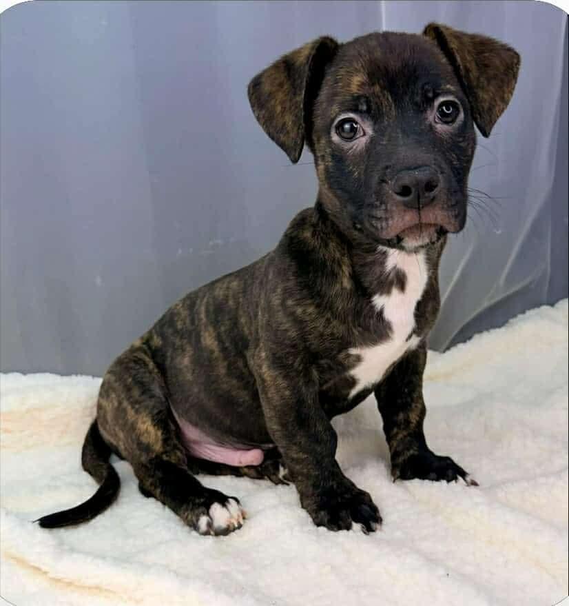 Enlarge Luis, an adopted mixed breed in Wanaque, NJ image 4/4