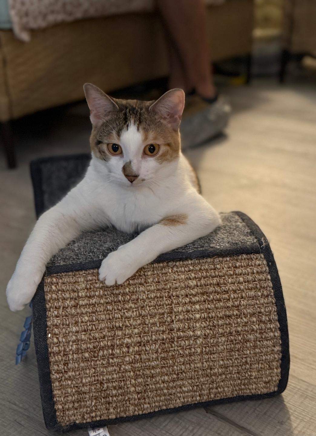 Enlarge Eleanor, a ADOPTABLE Dilute Calico in Whitewater, WI image 5/6