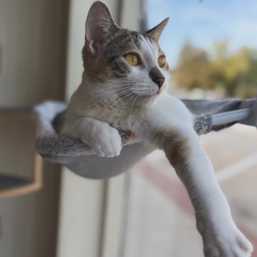 Enlarge Eleanor, a ADOPTABLE Dilute Calico in Whitewater, WI image 3/6