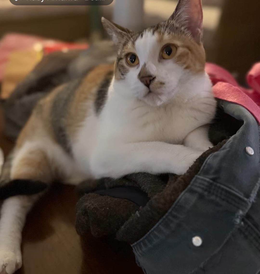 Enlarge Eleanor, a ADOPTABLE Dilute Calico in Whitewater, WI image 4/6