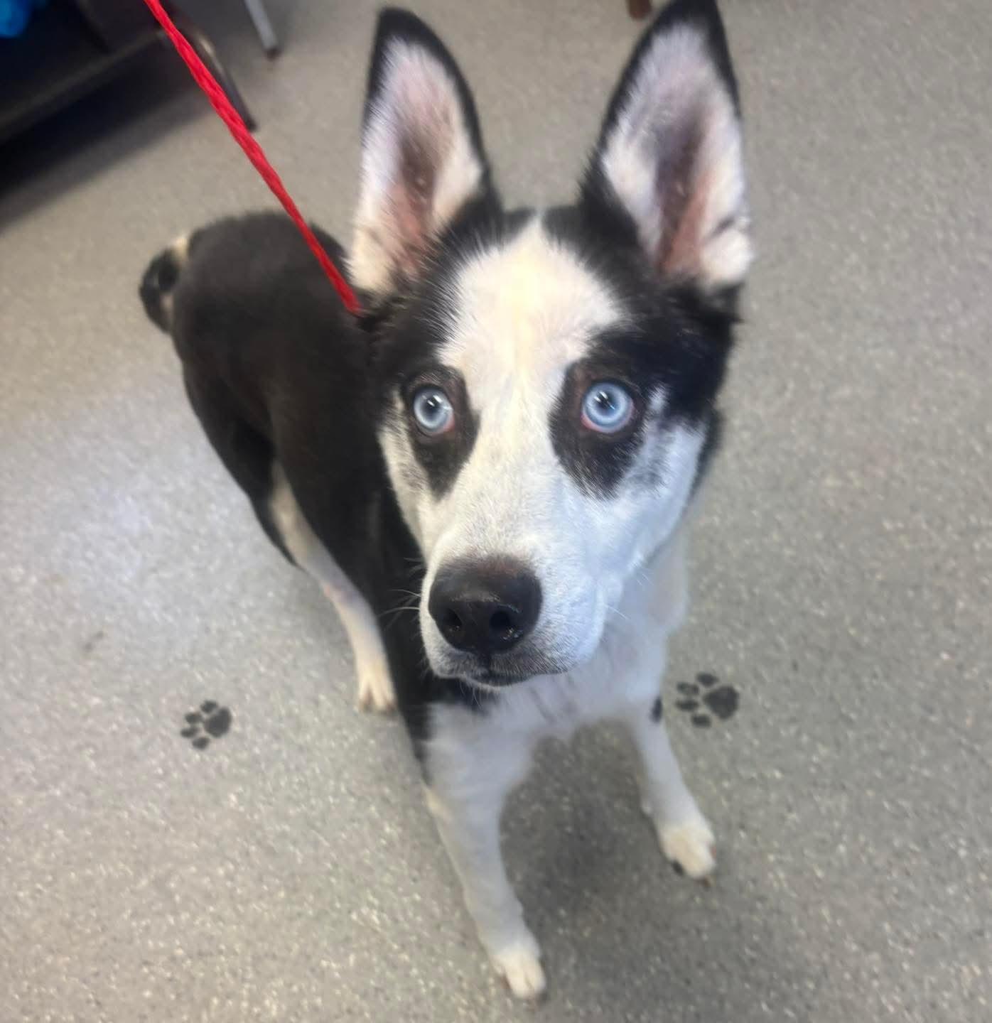 Kira, adopted, Adult Female Siberian Husky.