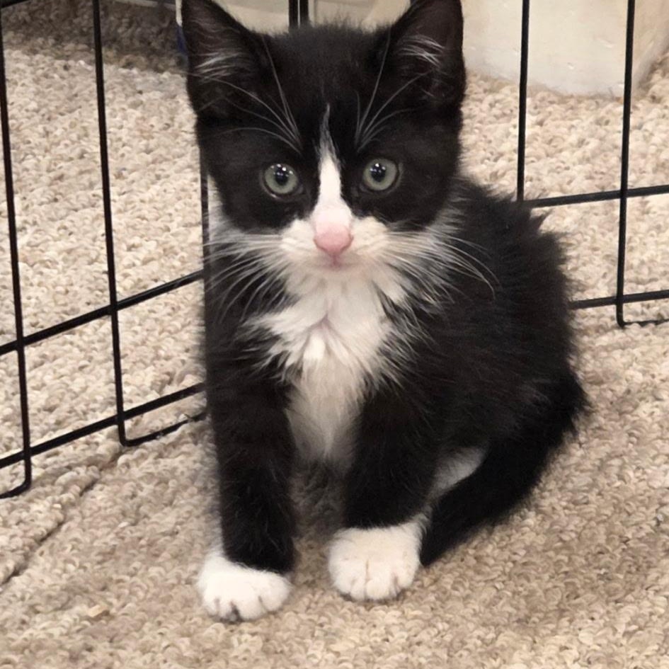 Ripple, Adoptable, Kitten Male Domestic Short Hair & Tuxedo.