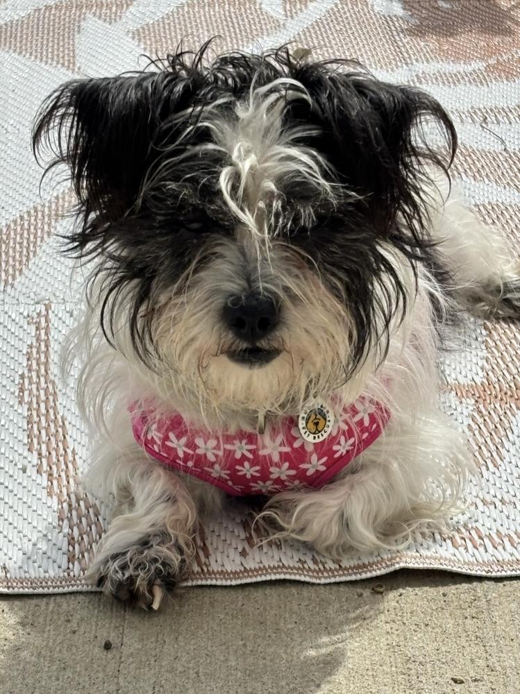 Lina, Adoptable, Adult Female Terrier.