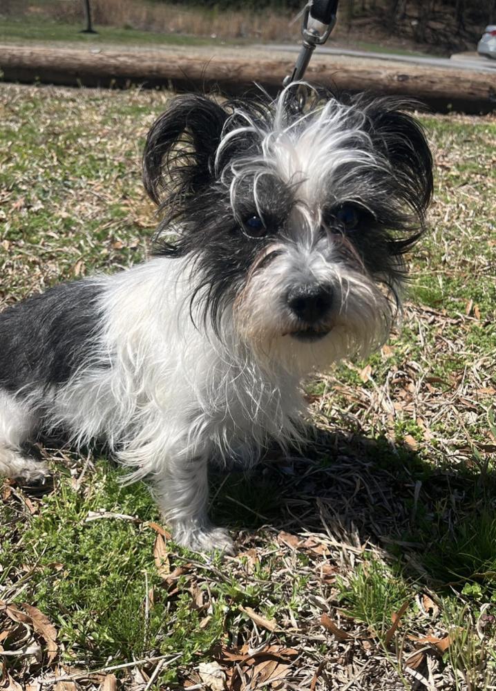 Lina, a Adoptable Terrier in Candler, NC image 2/3