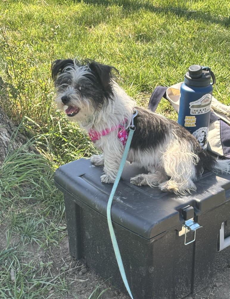 Lina, a Adoptable Terrier in Candler, NC image 3/3