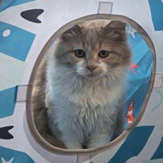 Enlarge Fluffy, a ADOPTABLE Domestic Medium Hair in Greensburg, PA image 3/6