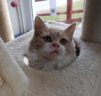 Enlarge Fluffy, a ADOPTABLE Domestic Medium Hair in Greensburg, PA image 6/6