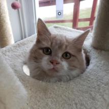 Enlarge Fluffy, a ADOPTABLE Domestic Medium Hair in Greensburg, PA image 2/6