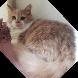 Enlarge Fluffy, a ADOPTABLE Domestic Medium Hair in Greensburg, PA image 1/6