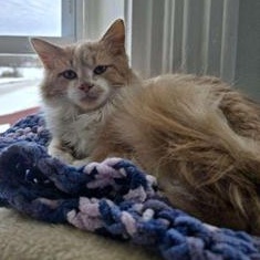 Enlarge Fluffy, a ADOPTABLE Domestic Medium Hair in Greensburg, PA image 4/6