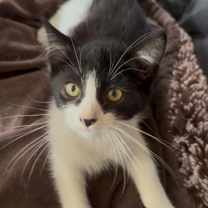 Enlarge Kingsley, a ADOPTABLE Domestic Short Hair in Minneapolis, MN image 1/4
