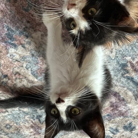 Enlarge Kingsley, a ADOPTABLE Domestic Short Hair in Minneapolis, MN image 4/4