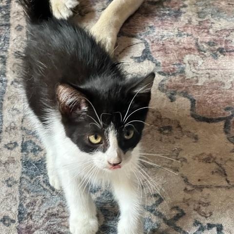 Enlarge Kingsley, a ADOPTABLE Domestic Short Hair in Minneapolis, MN image 2/4