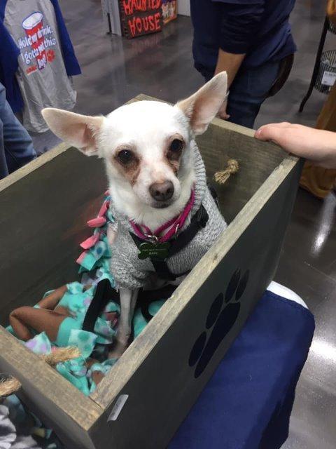 Luna, Adopted, Senior Female Chihuahua.
