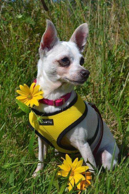 Enlarge Luna, a Adopted Chihuahua in Valparaiso, IN image 2/6