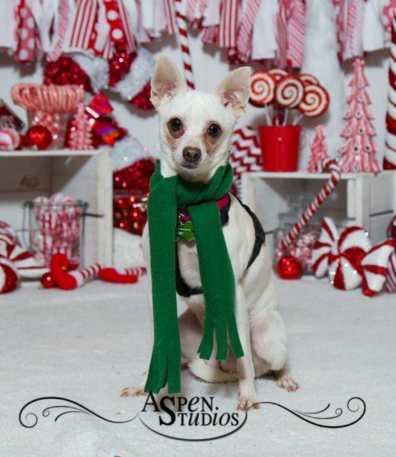 Enlarge Luna, a Adopted Chihuahua in Valparaiso, IN image 3/6