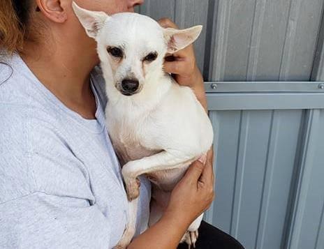 Enlarge Luna, a Adopted Chihuahua in Valparaiso, IN image 4/6