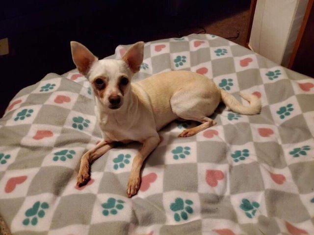 Enlarge Luna, a Adopted Chihuahua in Valparaiso, IN image 6/6
